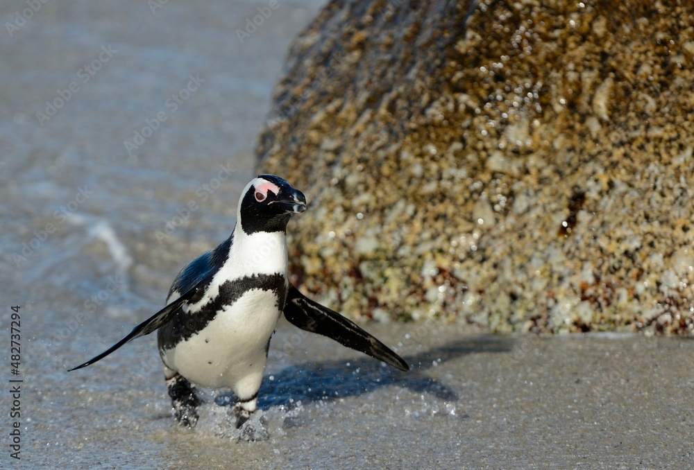 Fototapeta premium African penguins walk out of the ocean on the sandy beach. African penguin ( Spheniscus demersus) also known as the jackass penguin and black-footed penguin. Boulders colony. Cape Town. South Africa