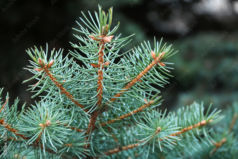 Beautiful blue spruce branches on winter day, closeup Beautiful blue spruce branches on winter day, closeup