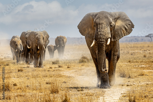 Large elephant leading a herd walking down a path in the dry lake bed of Amboseli National Park photo