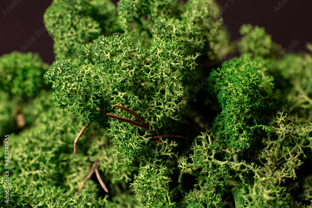 Fototapeta premium mech, chrobotek reniferowy, mech na czarnym tle 