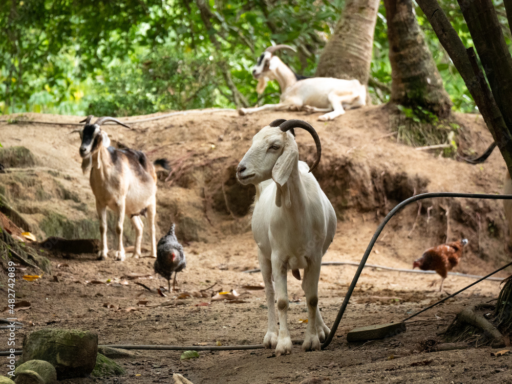 Fototapeta premium White Goat Standing near Chickens and other Goats in Natural Park Tayrona, Colombia