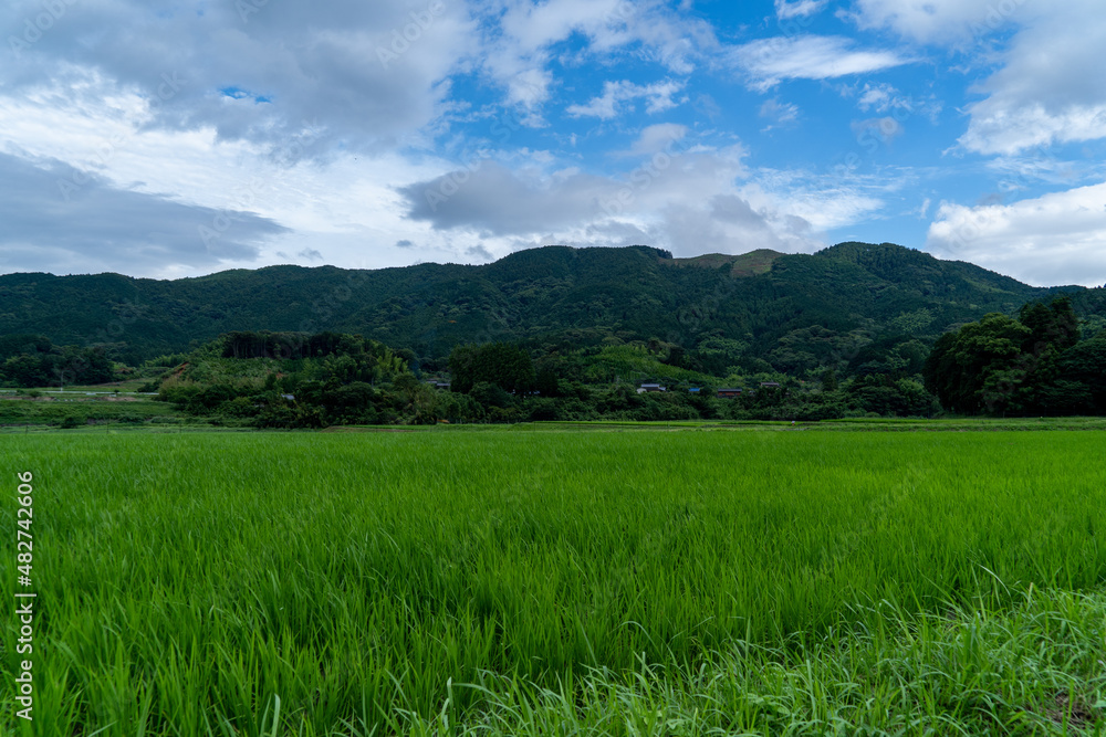 Paddy fields are in rural area in Fukuoka prefecture, JAPAN. Paddy fields are in rural area in Fukuoka prefecture, JAPAN.