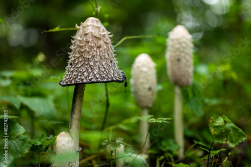 Close-up of three white capped mushrooms in a forest, probably shaggy inkcap (Coprinus comatus), surrounded by green herbs and other plants, Weser Uplands, Germany