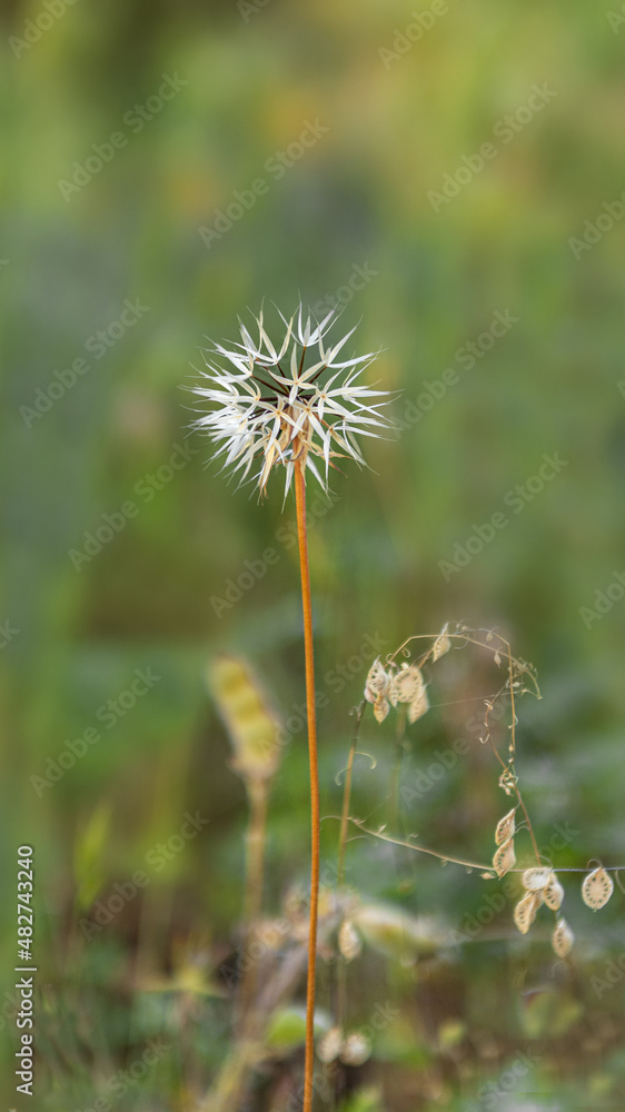 Silver Puffs, Uropappus lindleyi, close-up of puff against a smooth green bokey background, viewed from the side Silver Puffs, Uropappus lindleyi, close-up of puff against a smooth green bokey background, viewed from the side