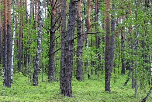 trees in the forest