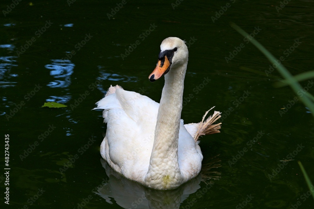 Fototapeta premium swan on the water