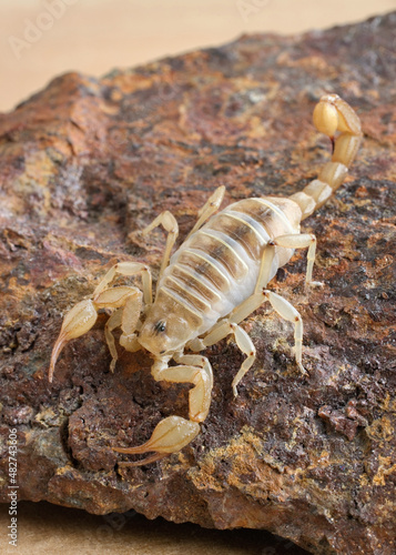 American desert scorpion crawling on a rock close up