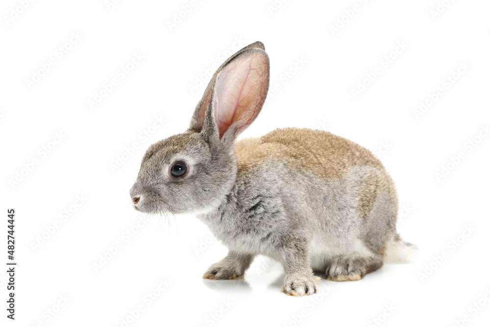 rabbit isolated on white background