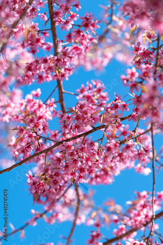 pink cherry blossom