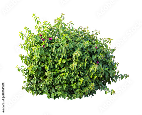 Tropical  shrub bush tree isolated  plant with clipping path.