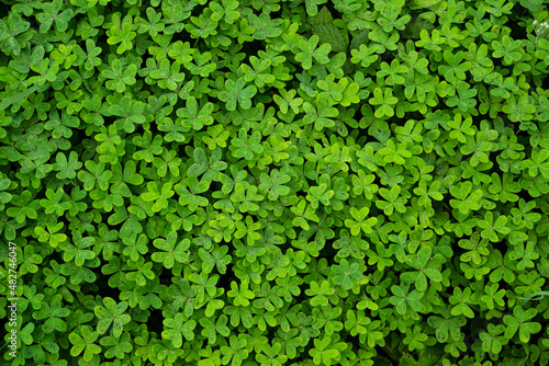 Beautiful green clover background texture. Natural pattern of dense green blanket of clover leaves growing along a levada water channel on Madeira Island, Portugal.