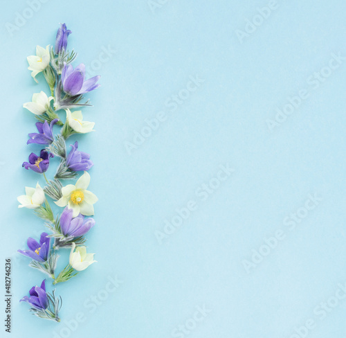 Festive spring flat composition of various spring flowers  snowdrop lumbago crocus. Pastel blue background copy space