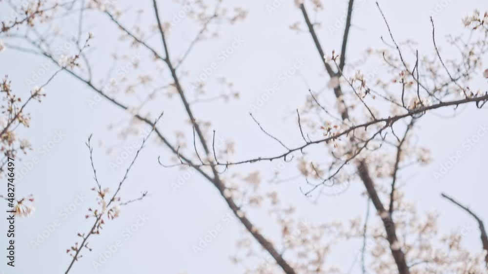 満開の桜 花見 満開の桜 花見
