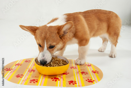 食事する犬