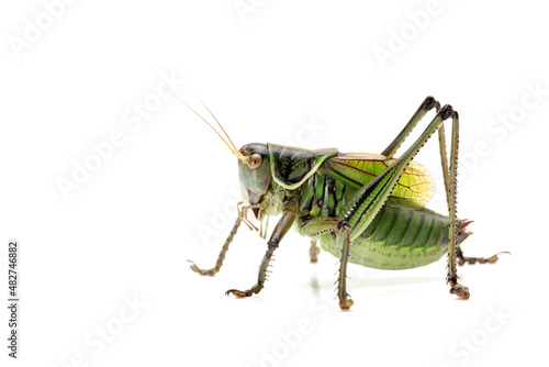 grasshopper on white background © zcy