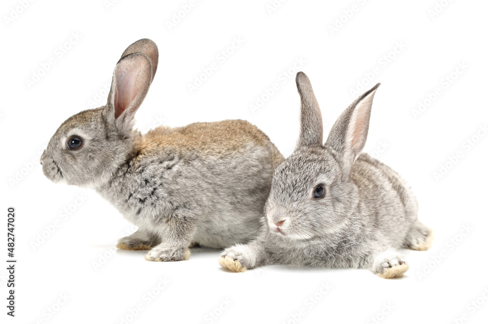 grey rabbit on a white background grey rabbit on a white background
