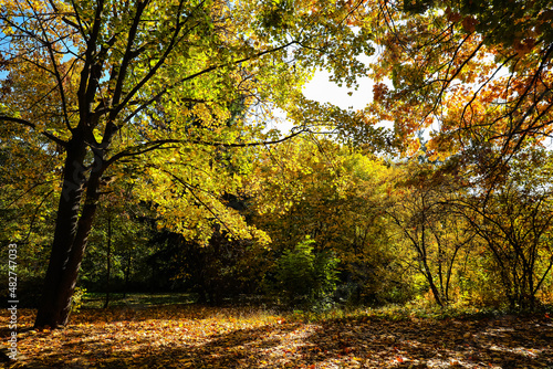 Trees and bushes in autumn ...