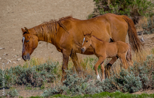 A mare and foal stroll through the shrubs in the high desert of Northern Colorado