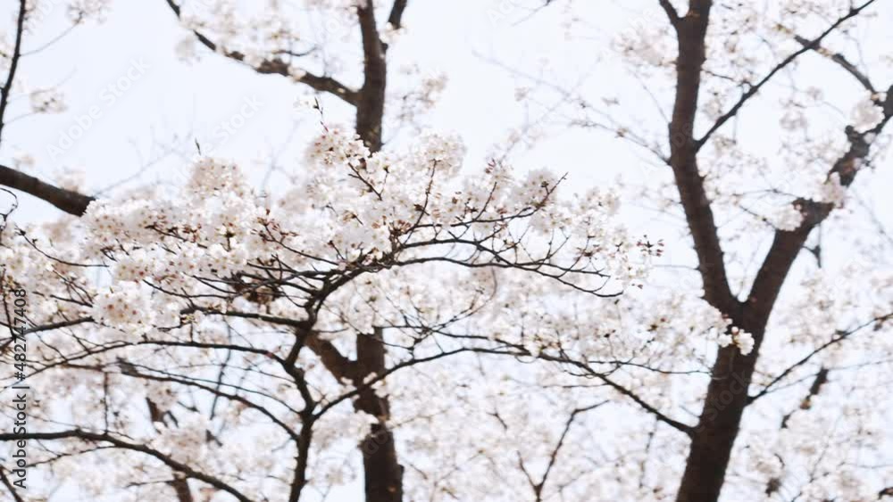 満開の桜 花見 満開の桜 花見