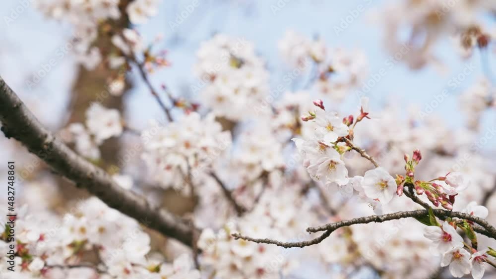 満開の桜 花見 満開の桜 花見