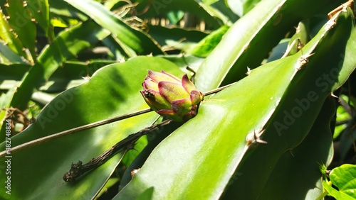 green frog on a leaf photo