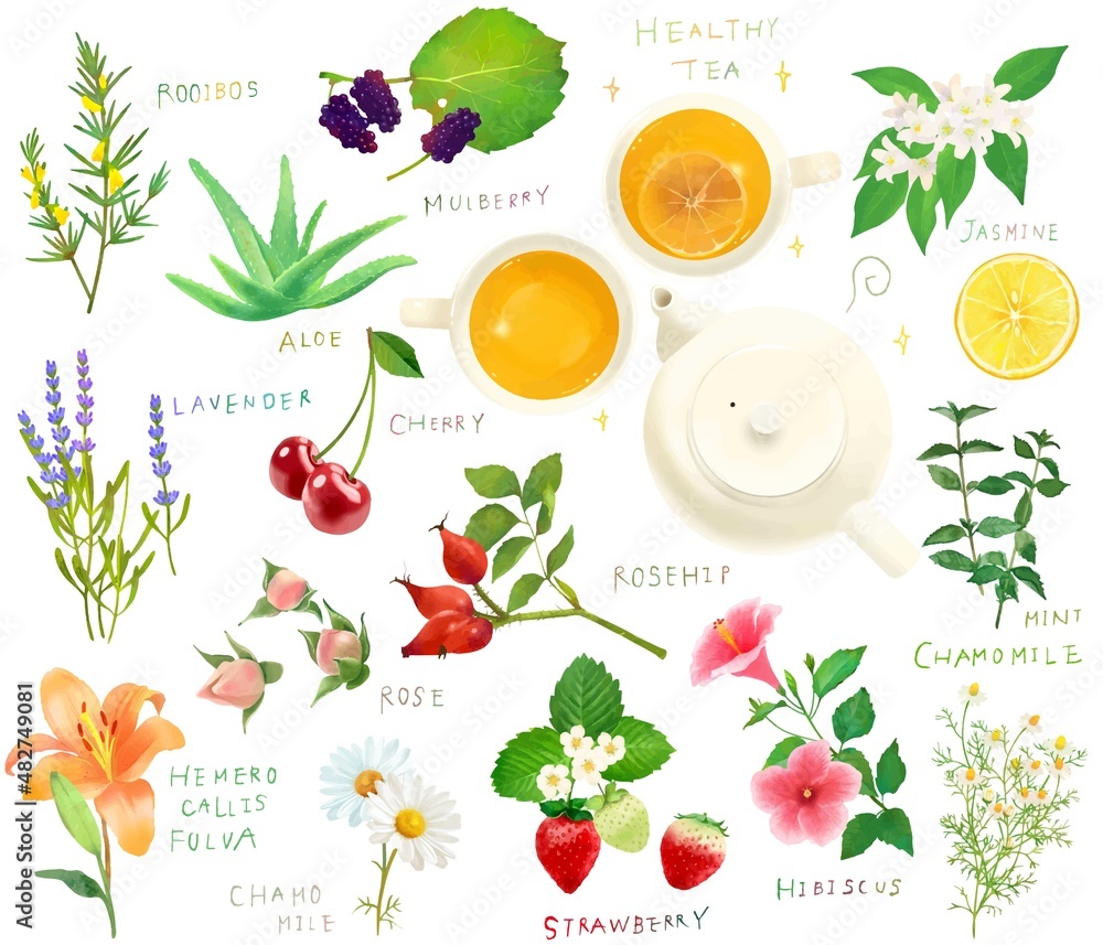 健康美肌薬膳の植物やハーブやベリーのセットベクターイラスト素材 Stock Vector Adobe Stock