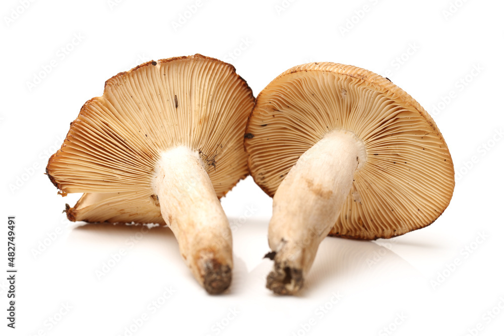 edible mushrooms isolated on white background edible mushrooms isolated on white background