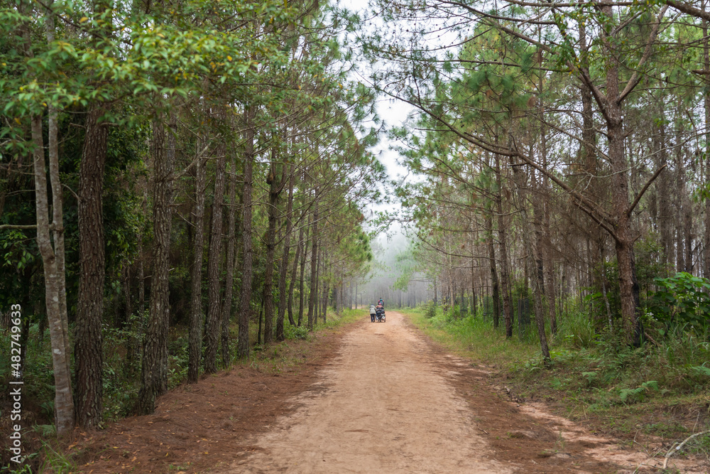 Fototapeta premium pathway with pine forest at Phu Kradueng National Park, Loei, Thailand