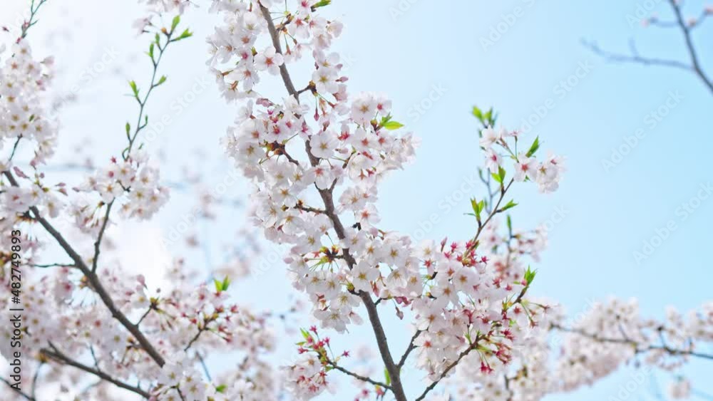 満開の桜 花見 満開の桜 花見