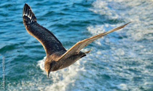 Great Skua ( Catharacta skua ) in flight on blue ocean water background