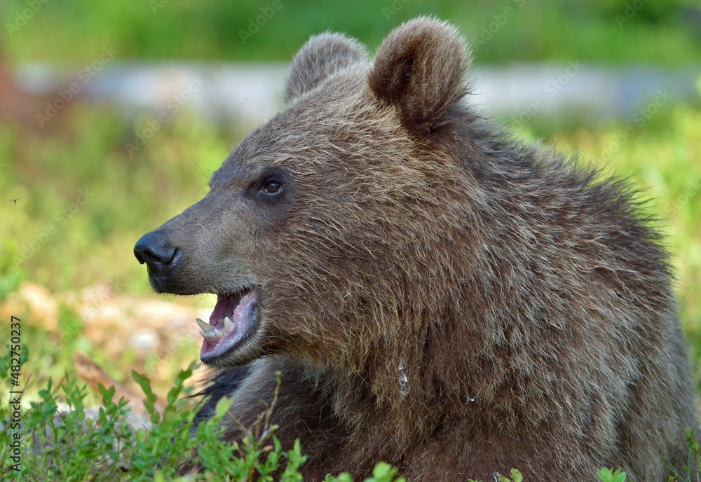 The close up portrait of cub of wild brown bear (Ursus arctos) in a summer forest. Springtime in the forest The close up portrait of cub of wild brown bear (Ursus arctos) in a summer forest. Springtime in the forest