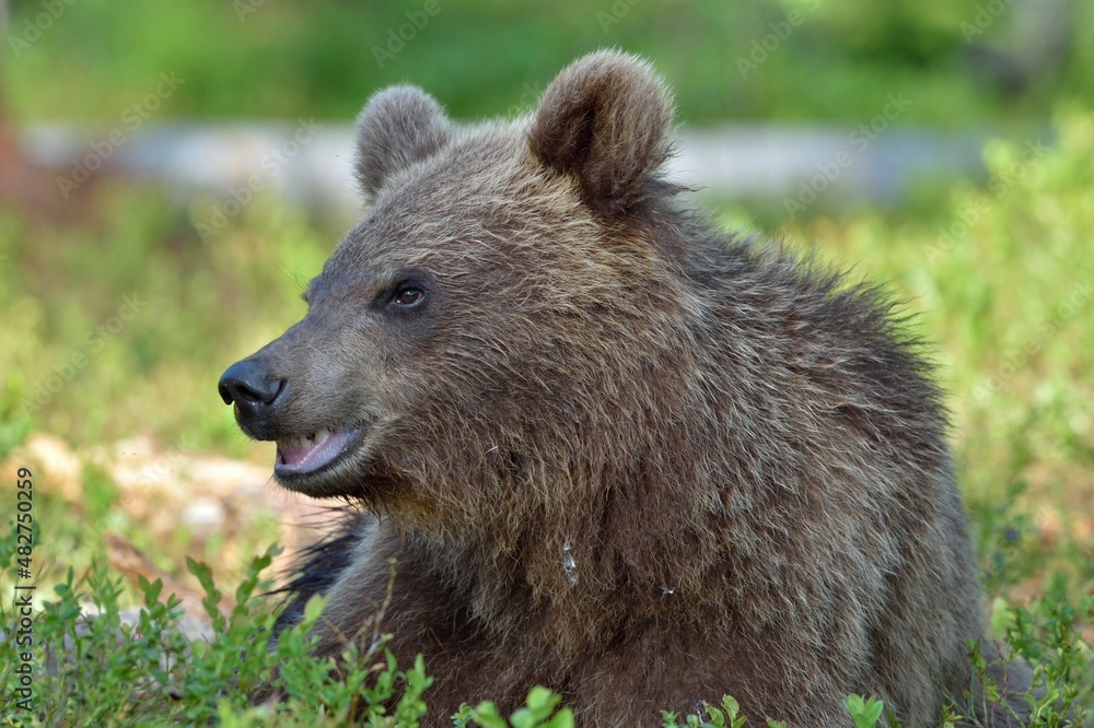 The close up portrait of cub of wild brown bear (Ursus arctos) in a summer forest. Springtime in the forest