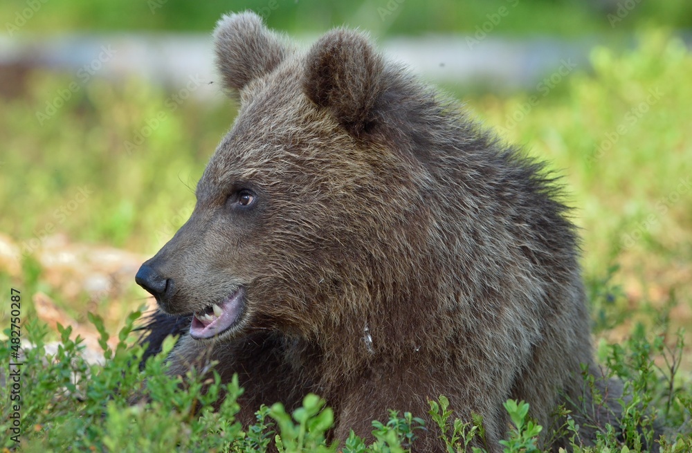 The close up portrait of cub of wild brown bear (Ursus arctos) in a summer forest. Springtime in the forest