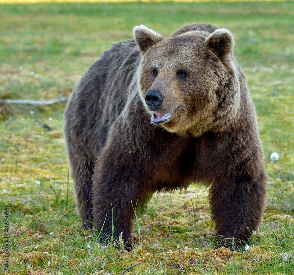 Wild Brown bear (ursus Arctos) in the summer forest