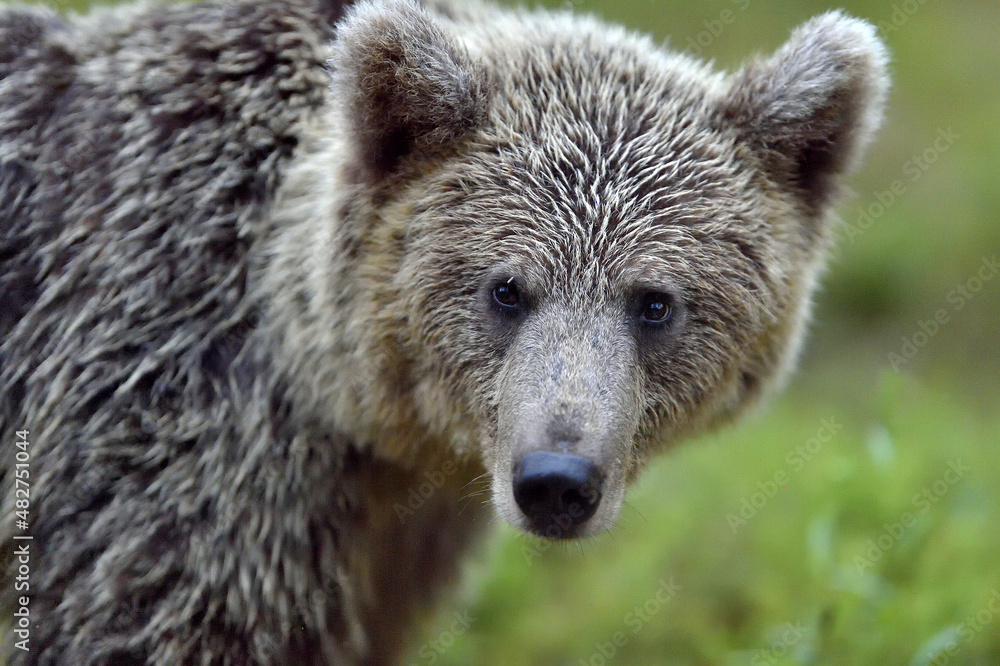 Grizzly Bear. Brown Bear ( Ursus Arctos ).  Close up Portrait