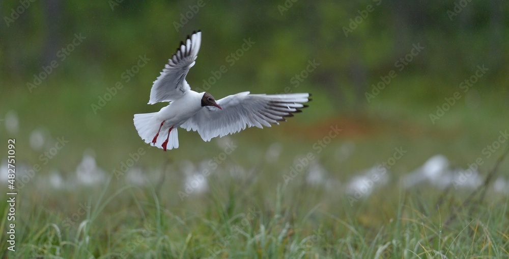 Black-headed Gull (Larus ridibundus) in flight on the green nature background Black-headed Gull (Larus ridibundus) in flight on the green nature background