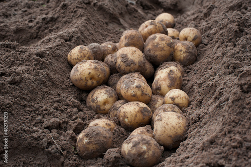 The harvested potatoes are piled up on the ground.