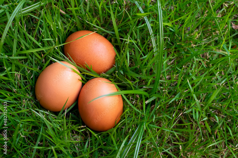 chicken eggs on green grass top view. Easter eggs. chicken eggs on green grass top view. Easter eggs.