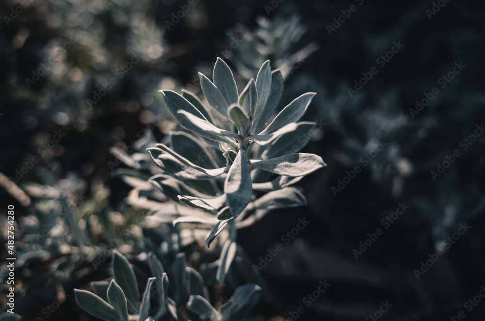 Fototapeta premium Plants in the garden