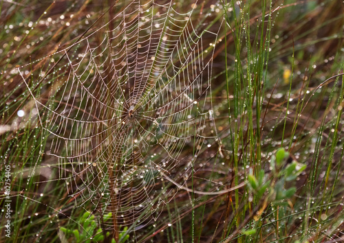 Spider web with drops of water deposited