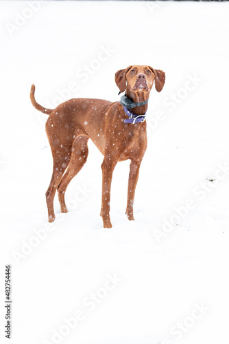 dog in the snow