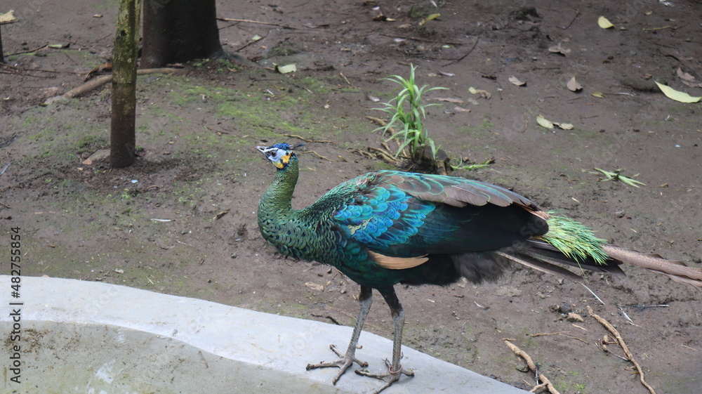 green peacock (pavo muticus) of the Phasianidae tribe from Indonesia green peacock (pavo muticus) of the Phasianidae tribe from Indonesia