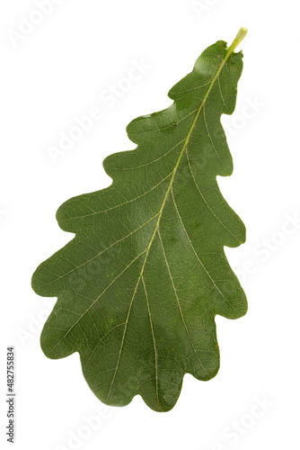 Oak leaves isolated against a white background (Quercus robur) photo