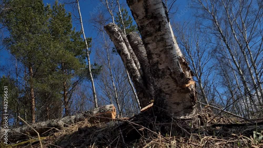 Close shot of Birch tree trunk braking and falling down Close shot of Birch tree trunk braking and falling down