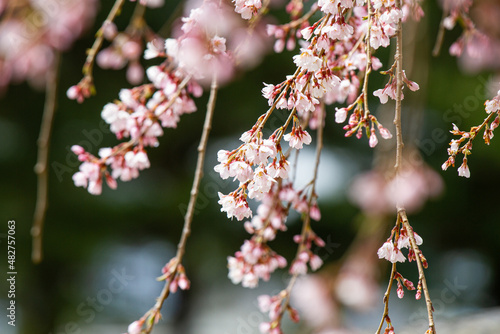 公園の枝垂れ桜 photo