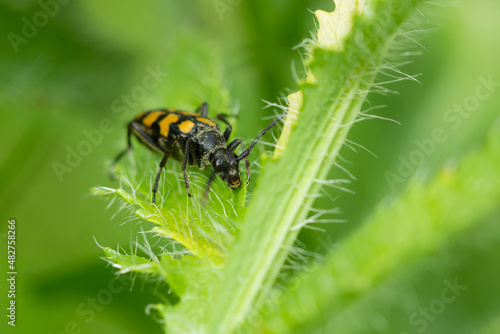 The longhorn beetle (lat. Leptura quadrifasciata), of the family Cerambycidae. © Elena Volgina
