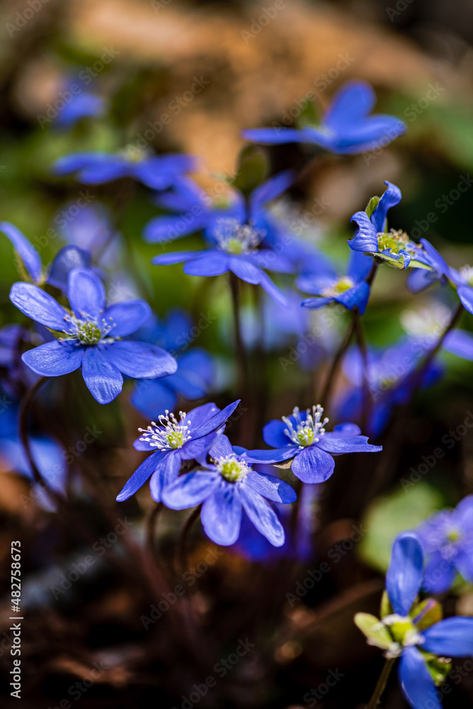 spring flowers in the forest spring flowers in the forest