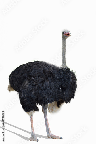 ostrich in front of a white background
