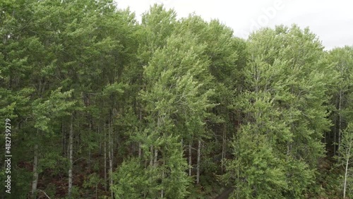 Aerial drone footage flying alongside the canopy of native European aspen trees (Populus tremula) blowing in the wind with lush green leaves and a woodland path. Muir of Dinnet Nature Reserve Scotland photo