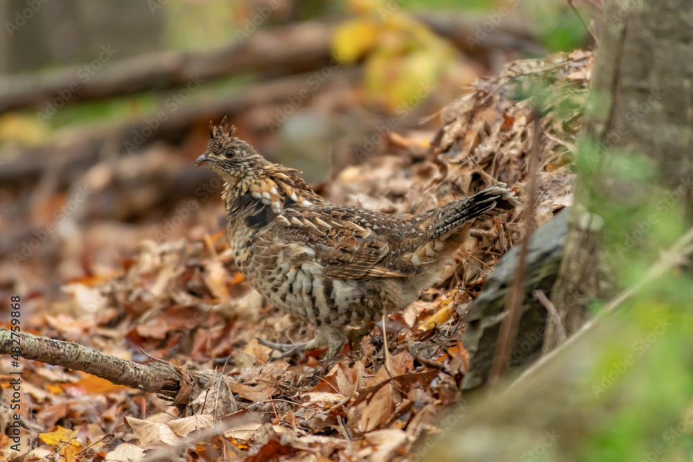 A well camouflaged Ruffed Grouse